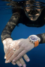 náhled Maurice Lacroix Pontos S Diver PT6248-SS00L-330-J